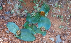Daubenya marginata