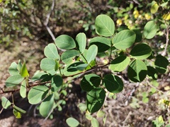 Desmodium orbiculare