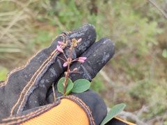 Desmodium orbiculare