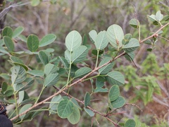 Desmodium orbiculare