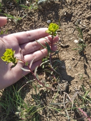 Euphorbia glareosa