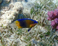 Threeline Damsel photo 5