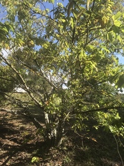 Magnoliopsida