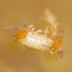 Sminthurinus henshawi