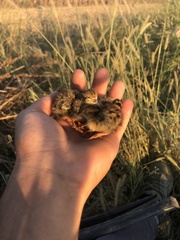 Coturnix coturnix