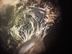 Lasioglossum medinai