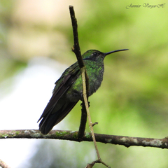 Colibri