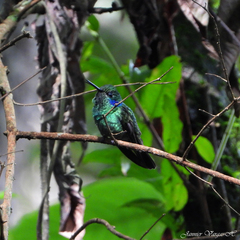 Colibri cyanotus