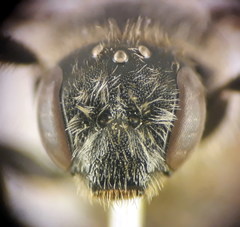 Lasioglossum medinai