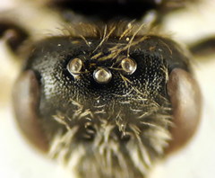 Lasioglossum medinai