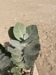 Calotropis procera image