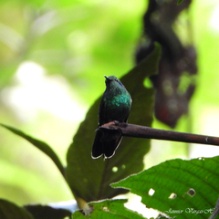 Colibri cyanotus