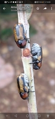 Peploptera