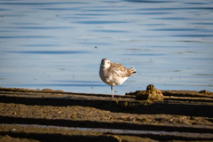 Pluvialis squatarola