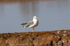 Larus michahellis