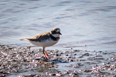 Charadrius hiaticula