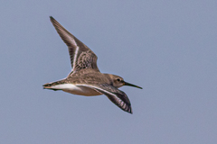 Calidris alpina