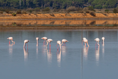 Phoenicopterus roseus