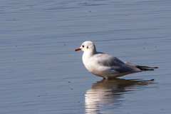 Chroicocephalus ridibundus
