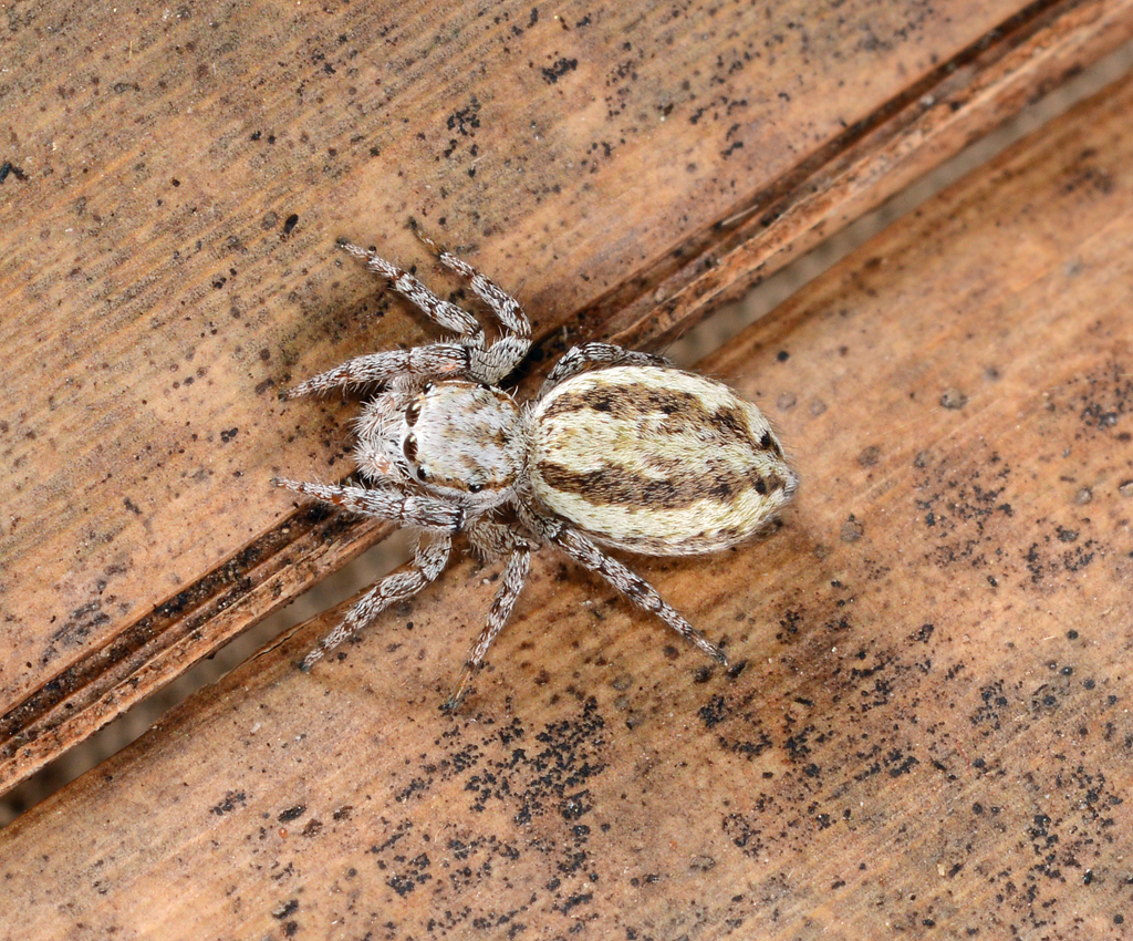 Pelegrina tillandsiae