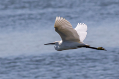 Egretta garzetta