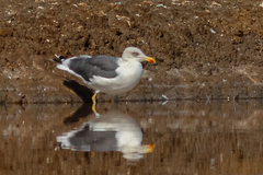 Larus fuscus