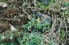 Linaria supina