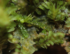 Cephaloziella turneri