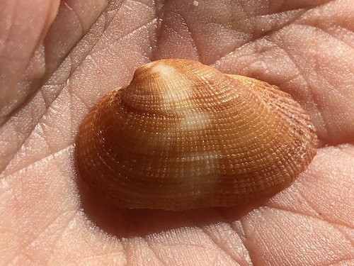 Red-Brown Ark