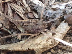 Rhampsinitus telifrons