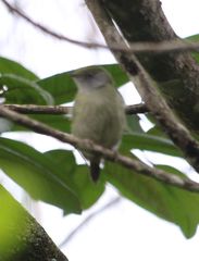 Ilicura militaris