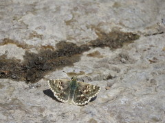 Muschampia