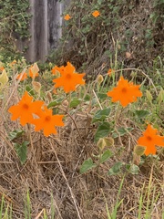 Thunbergia gregorii