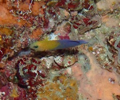 Pseudochromis andamanensis