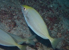 Siganus sutor