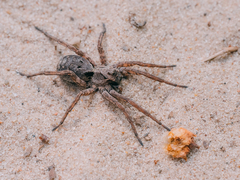Alopecosa inquilina