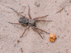 Alopecosa inquilina