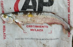Rhaphiodon vulpinus