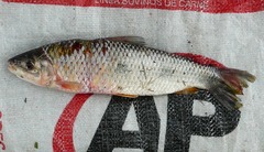 Megaleporinus obtusidens