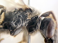 Lasioglossum medinai