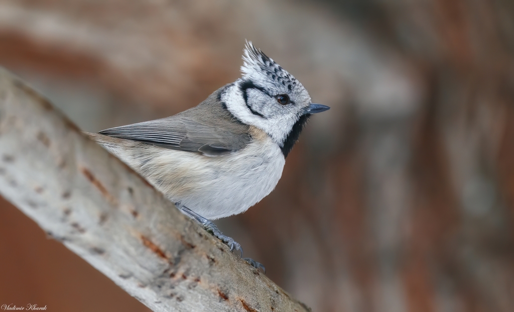 Mésange huppée