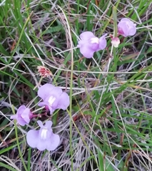 Bladderwort (Utricularia tricolor)