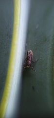 Asiraca