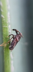 Asiraca