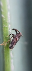 Asiraca