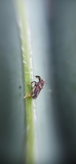 Asiraca