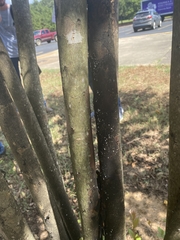 Eriococcus lagerstroemiae