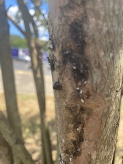 Eriococcus lagerstroemiae