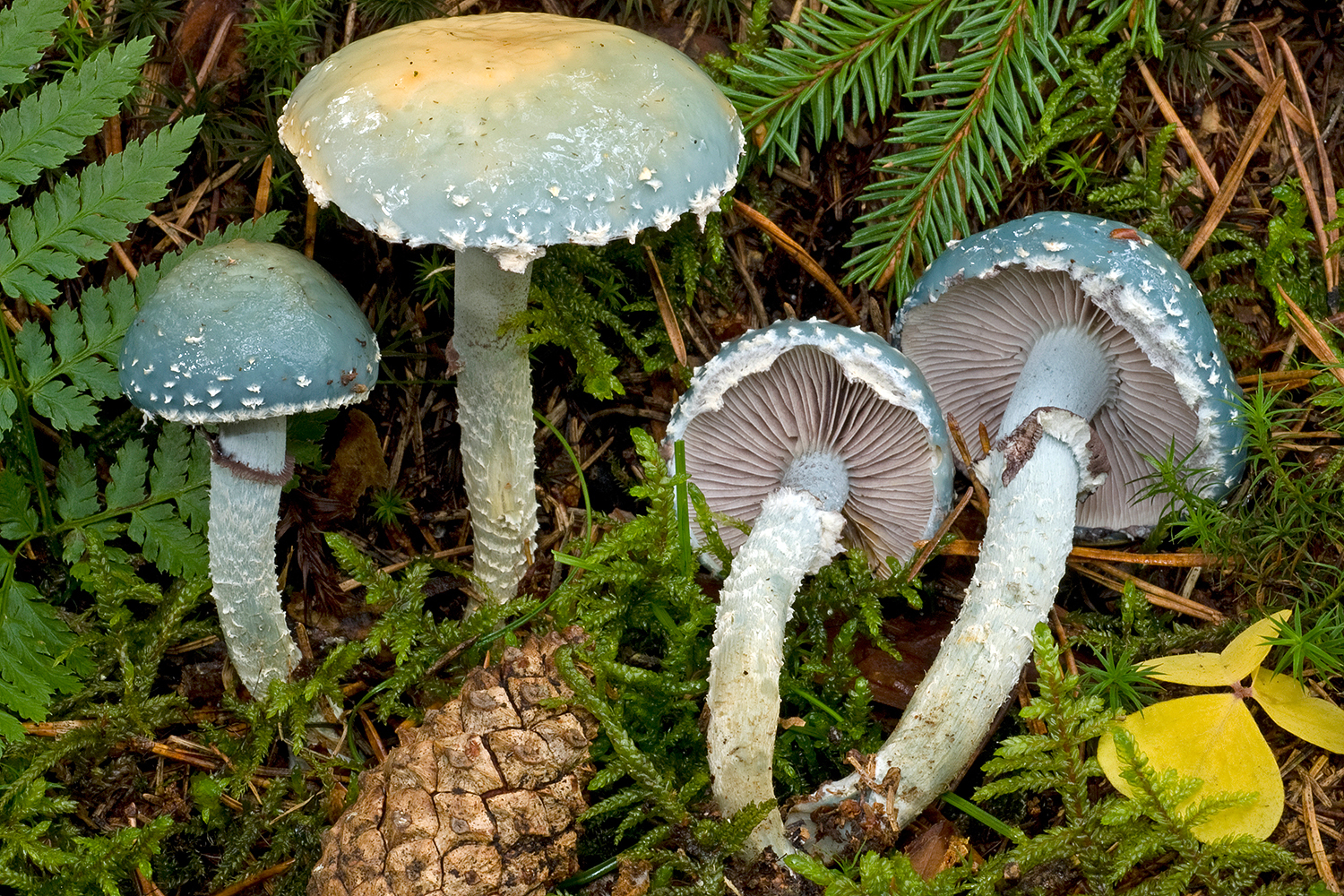 Verdigris Agaric (Stropharia aeruginosa) · iNaturalist