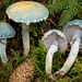 Verdigris Agaric - Photo (c) Federico Calledda, some rights reserved (CC BY-NC), uploaded by Federico Calledda